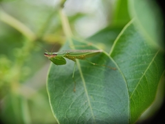 Odontomantis