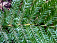 Leptopteris hymenophylloides