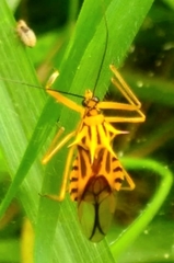 Corcia columbica