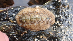 Acanthochitona fascicularis