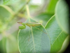 Odontomantis