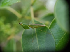 Odontomantis
