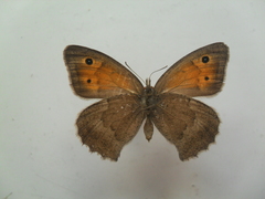 Hyponephele lycaon