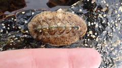 Acanthochitona fascicularis