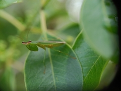 Odontomantis