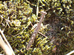 Geomantis larvoides