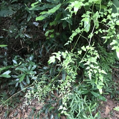 Lygodium japonicum