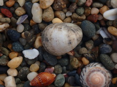Nerita polita