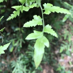Lygodium japonicum