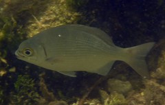 Kyphosus sectatrix