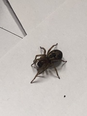 Amaurobius