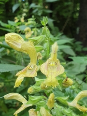 Salvia glutinosa