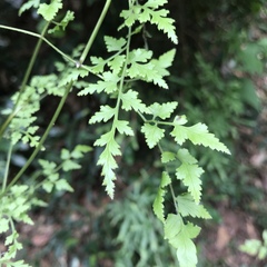 Lygodium japonicum