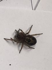 Amaurobius