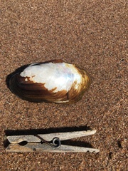 Unionidae