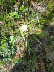 Schlagintweitia intybacea