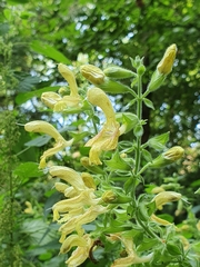 Salvia glutinosa