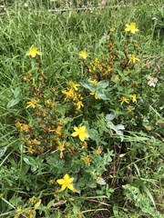 Hypericum perforatum