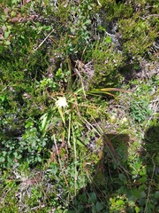 Schlagintweitia intybacea