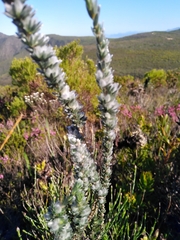 Aspalathus caledonensis