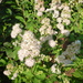 White Meadowsweet - Photo (c) Warren Dunlop, some rights reserved (CC BY-NC), uploaded by Warren Dunlop