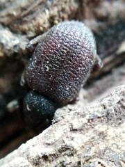 Otiorhynchus rugosostriatus