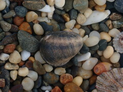 Nerita polita