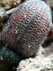 Otiorhynchus rugosostriatus