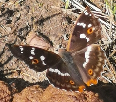 Apatura ilia