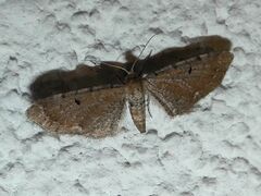 Eupithecia absinthiata