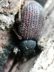 Otiorhynchus rugosostriatus