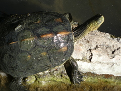Mauremys sinensis