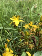 Hypericum perforatum