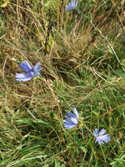 Cichorium intybus