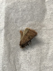 Diarsia rubi