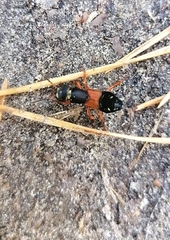 Staphylinus erythropterus