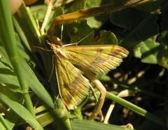 Choristostigma plumbosignalis