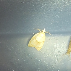 Coelostathma discopunctana