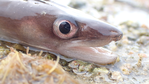 European conger (Conger conger) — Congridae — 2