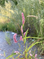 Persicaria orientalis