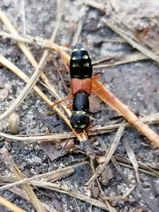 Staphylinus erythropterus