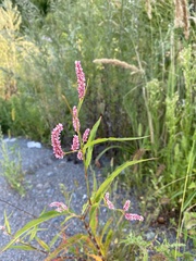 Persicaria orientalis