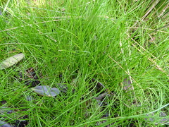 Isolepis sepulcralis