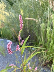 Persicaria orientalis