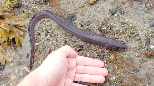 European conger (Conger conger) — Congridae — 5