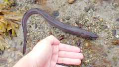 Conger conger