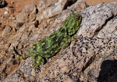 Agama hispida hispida