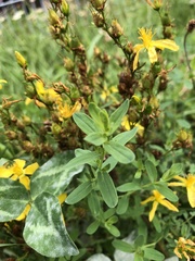 Hypericum perforatum