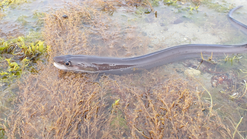 European conger (Conger conger) — Congridae