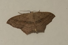 Scopula imitaria